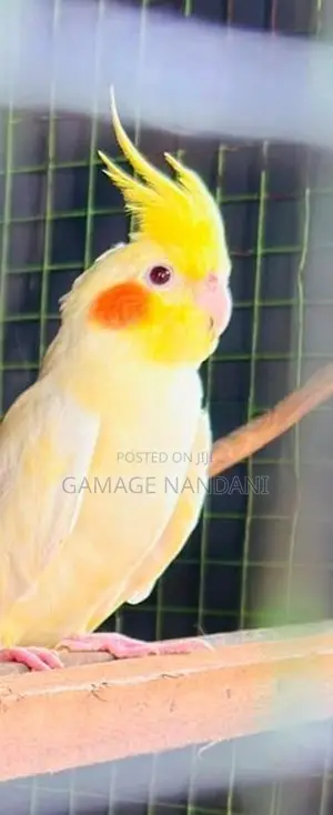 Cockatiel Birds