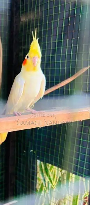 Cockatiel Birds