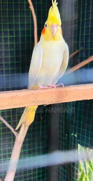 Cockatiel Birds