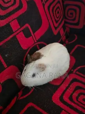 Ginipig