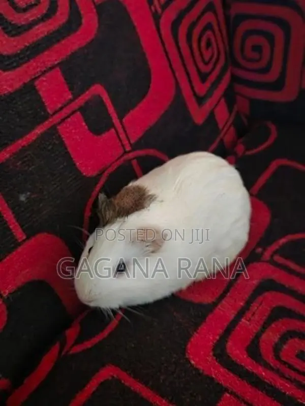 Ginipig