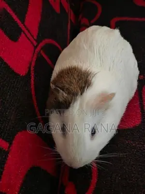 Ginipig