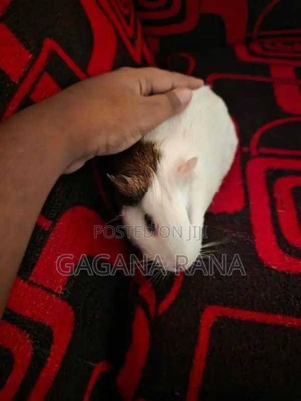Ginipig