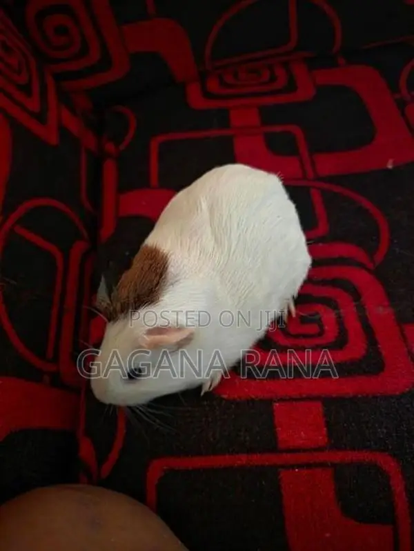 Ginipig