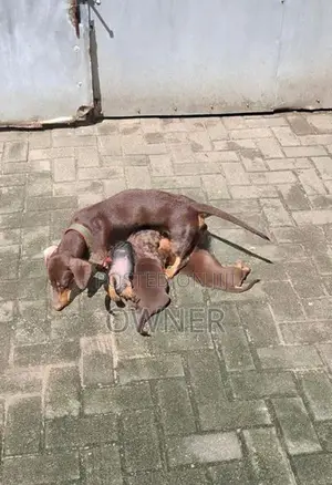 Dachshund Pure Breed Puppies In Borella