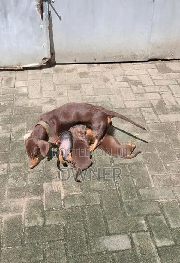 Dachshund Pure Breed Puppies In Borella