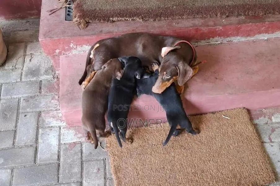 Dachshund Pure Breed Puppies In Borella