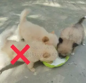 Pomeranian Puppies