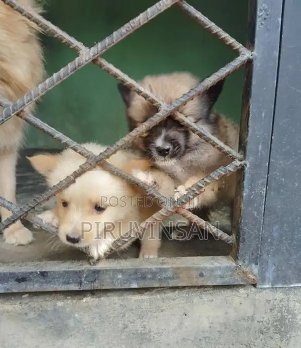 Pomeranian Puppies