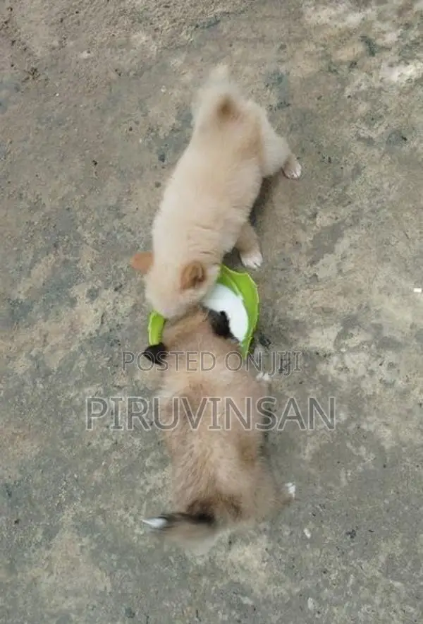 Pomeranian Puppies