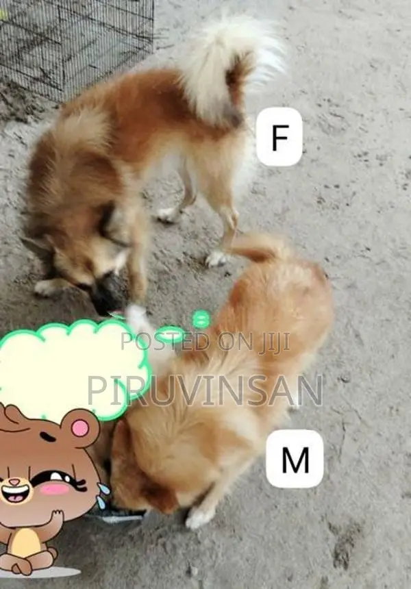 Pomeranian Puppies