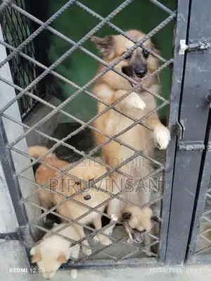 Pomeranian Puppies