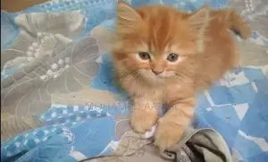 Persian Ginger Kitten