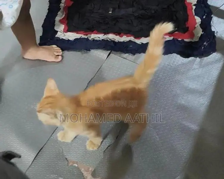 Persian Ginger Kitten