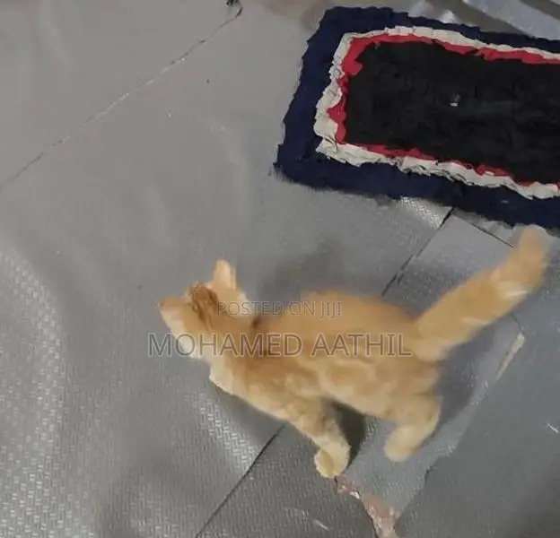 Persian Ginger Kitten