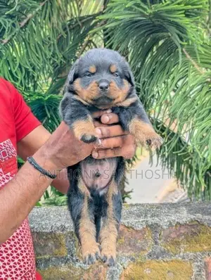 Rottweiler Puppies