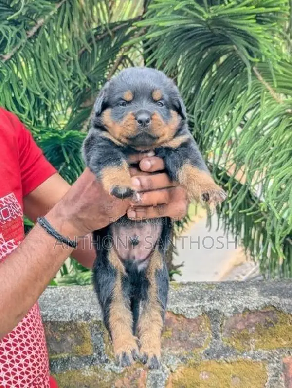 Rottweiler Puppies