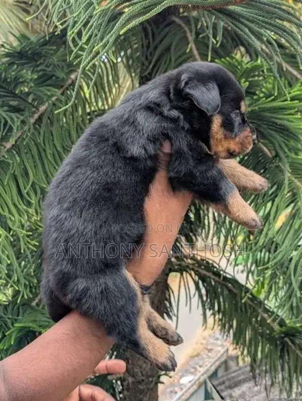 Rottweiler Puppies