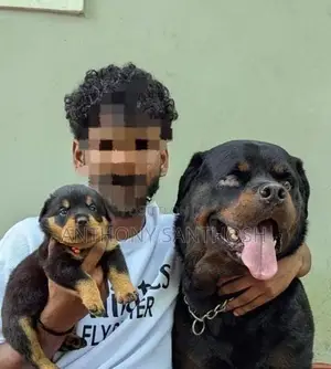 Rottweiler Puppies