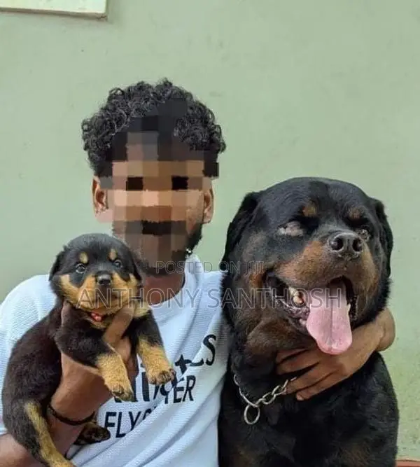 Rottweiler Puppies