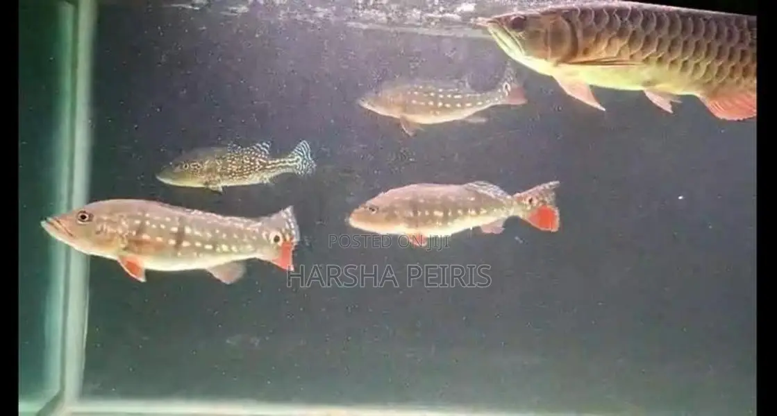 Temensis Peacock Bass