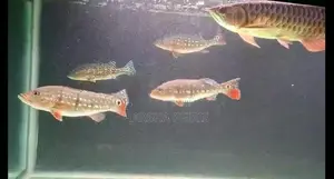 Temensis Peacock Bass