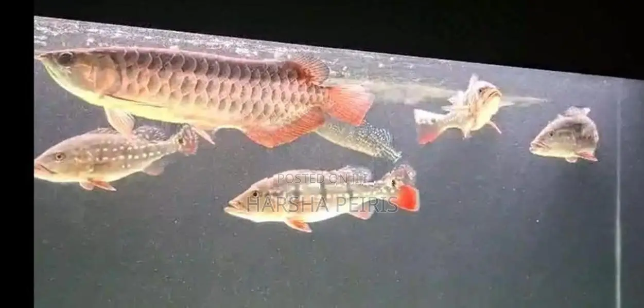 Temensis Peacock Bass