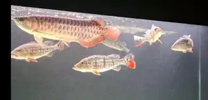 Temensis Peacock Bass