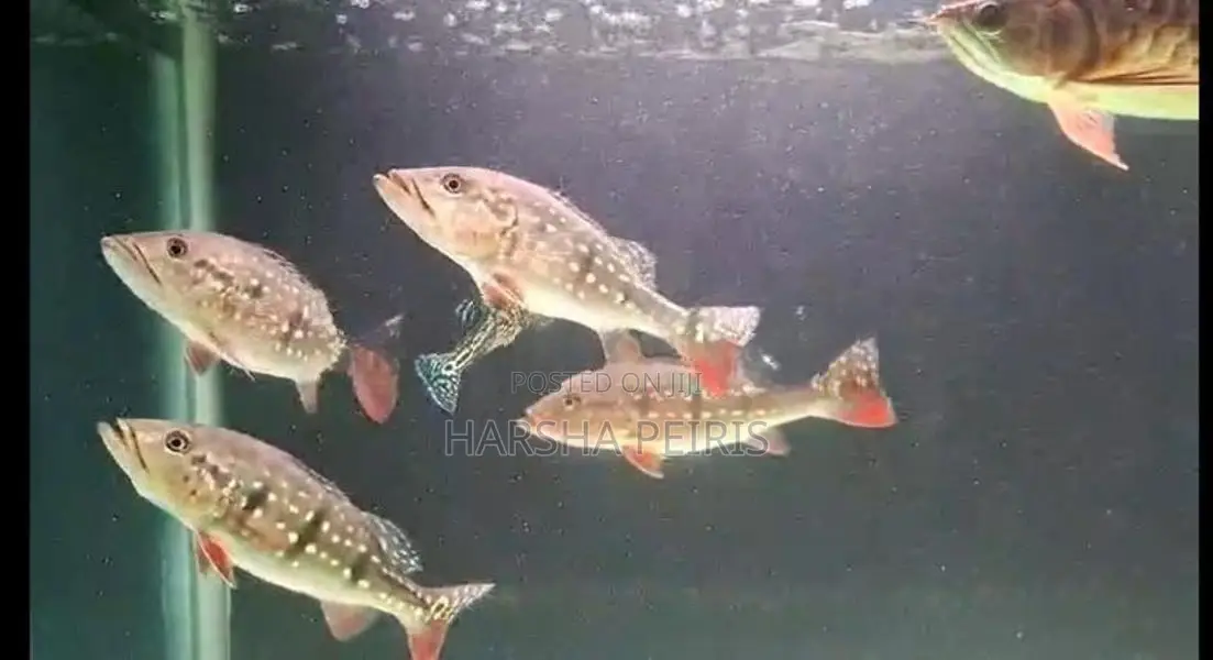 Temensis Peacock Bass
