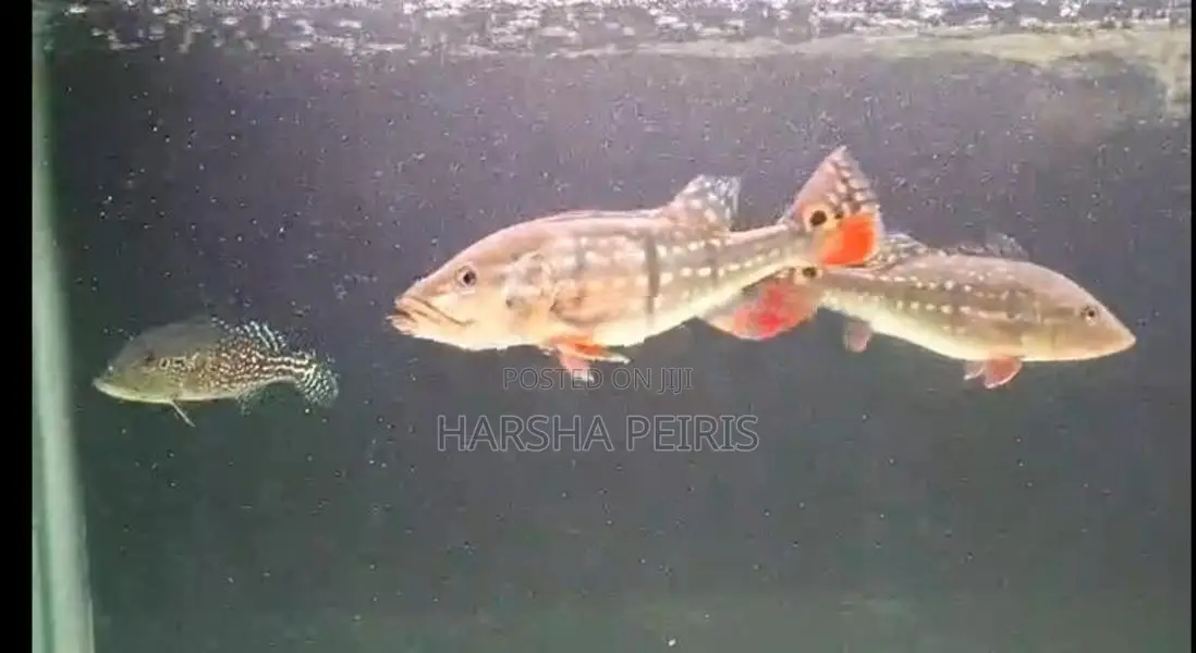Temensis Peacock Bass