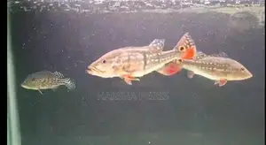 Temensis Peacock Bass