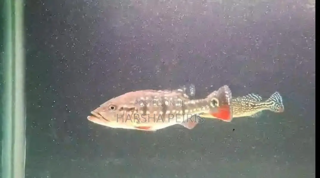 Temensis Peacock Bass