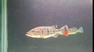 Temensis Peacock Bass