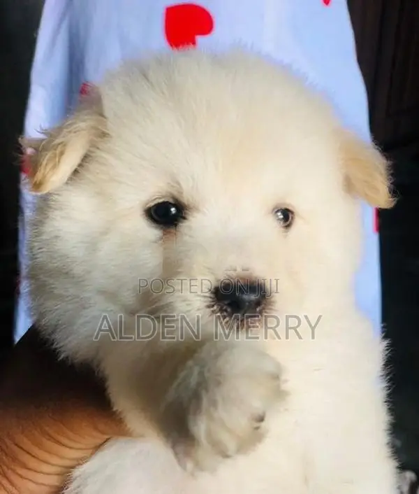 Lion Pommarian Puppy