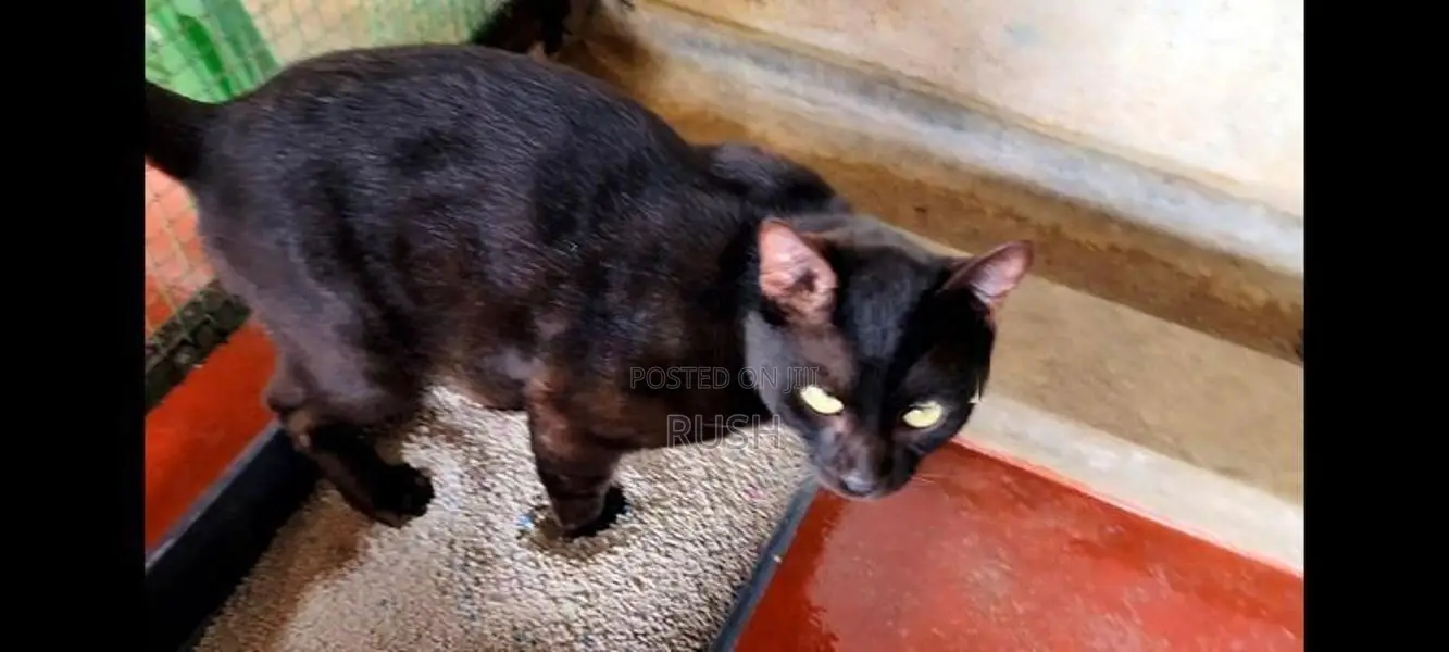 Bengal Black