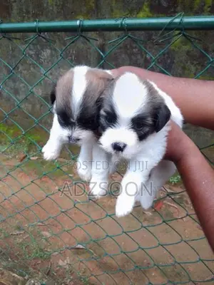 Zixo Puppy