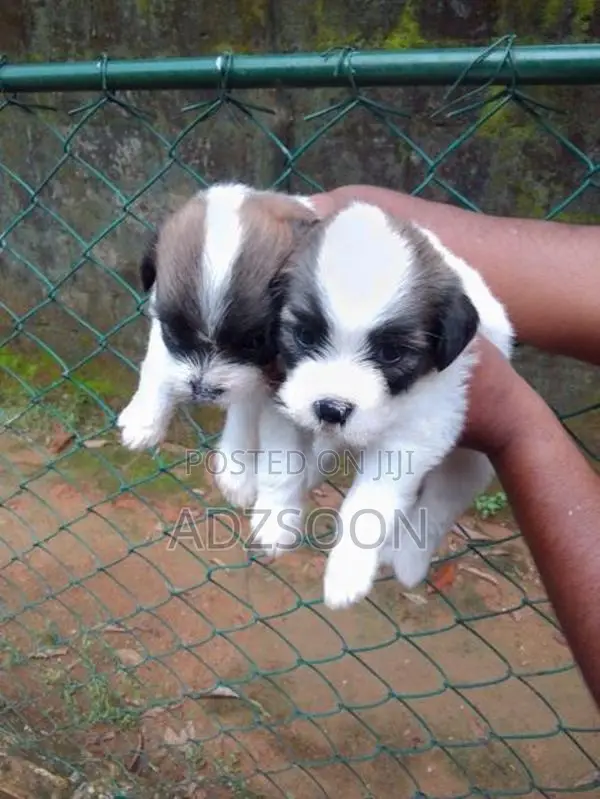 Zixo Puppy