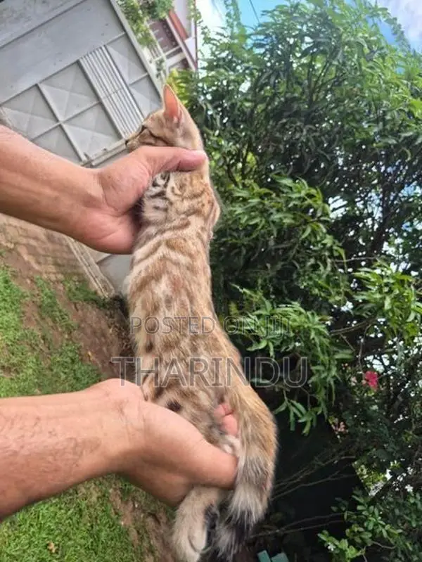 Pure Bengal Kittens