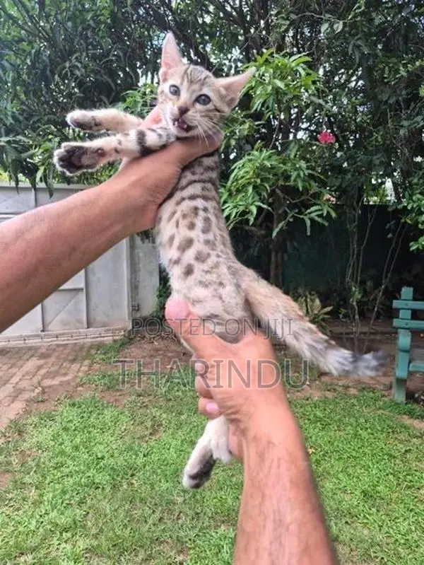 Pure Bengal Kittens