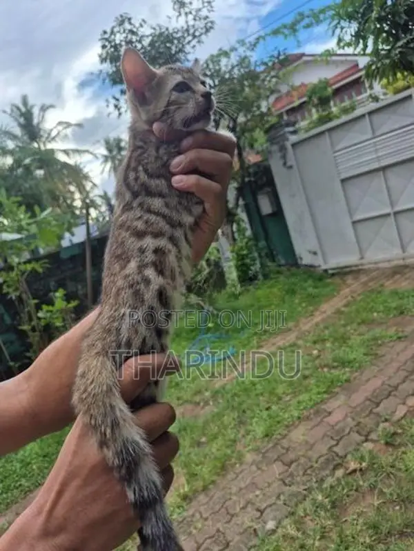 Pure Bengal Kittens