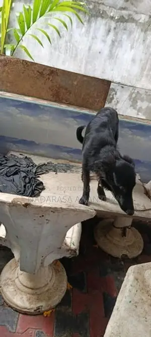 German Shepherd