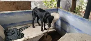 German Shepherd