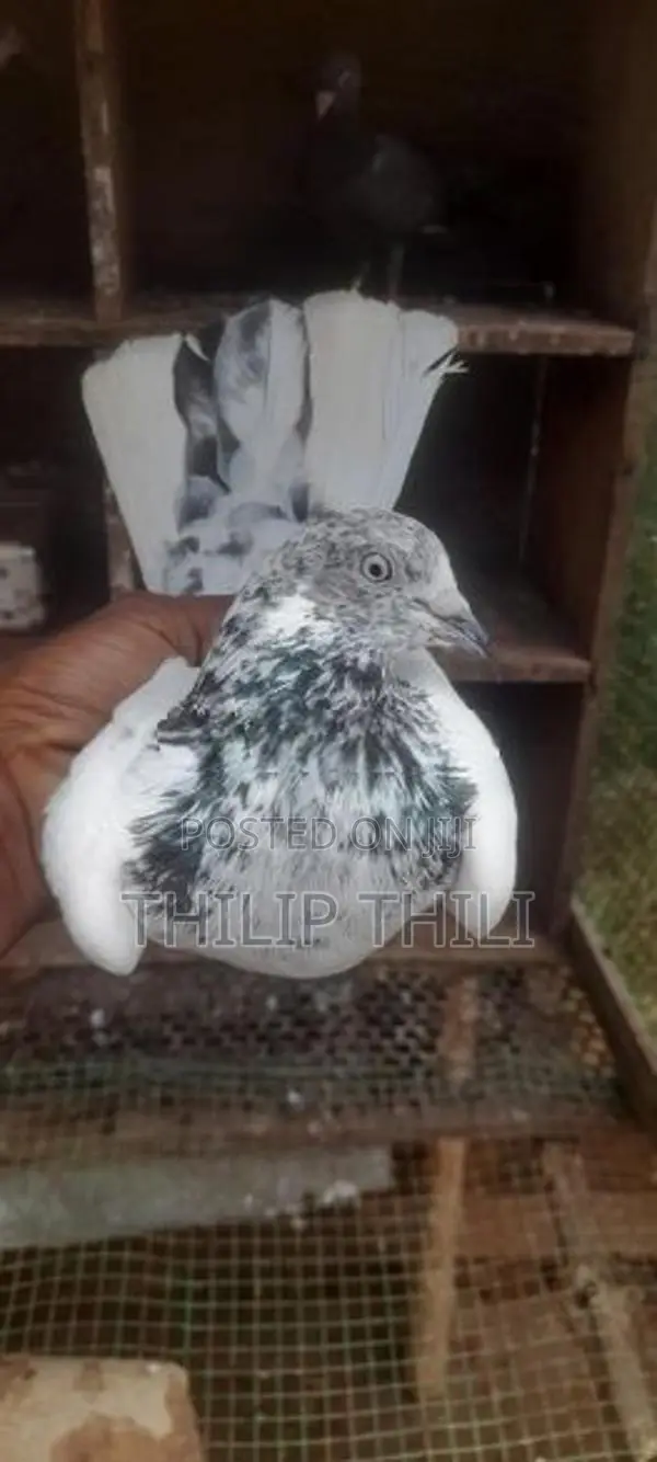 Pigeons