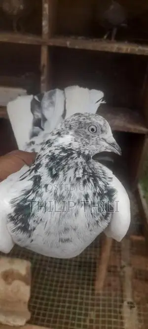 Pigeons