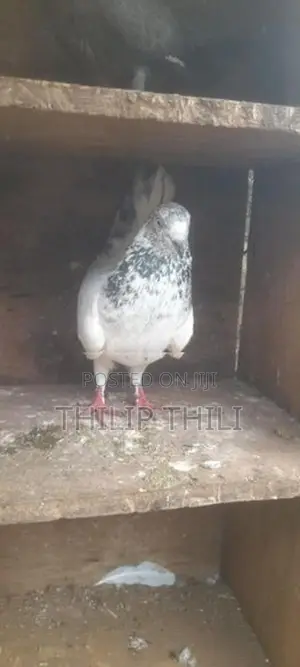 Pigeons