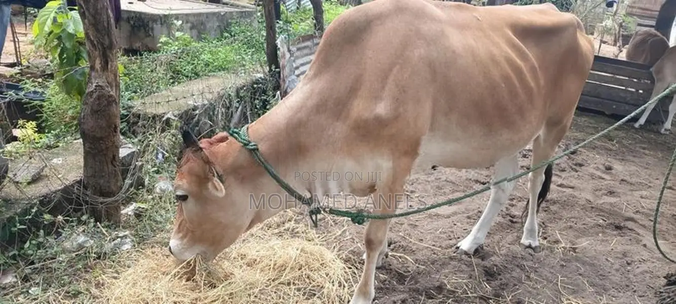Milk Cow