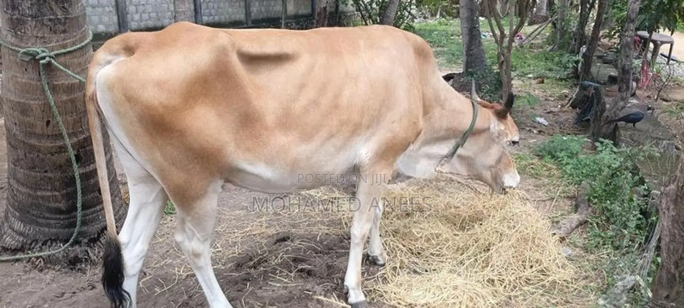 Milk Cow