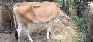 Milk Cow