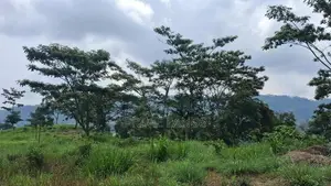 Valuable Land For Sale In Pussellawa Wahurupitiya