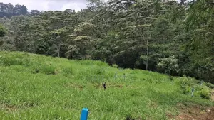 Valuable Land For Sale In Pussellawa Wahurupitiya